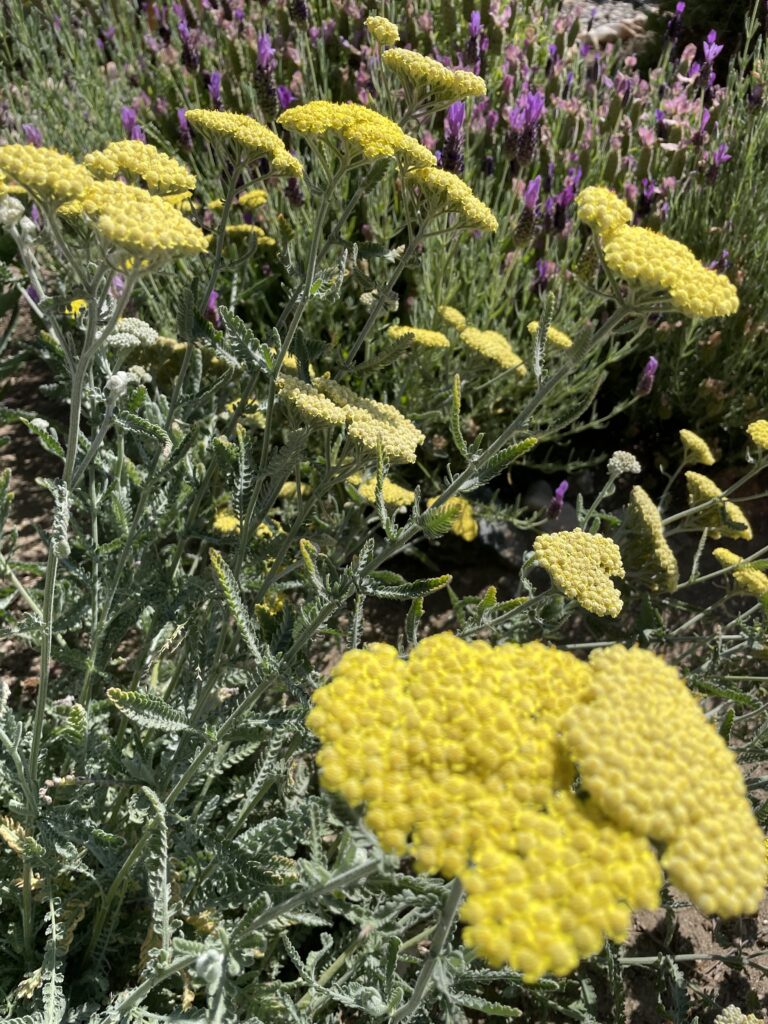 North Bone Essentials - Homegrown Yellow Yarrow